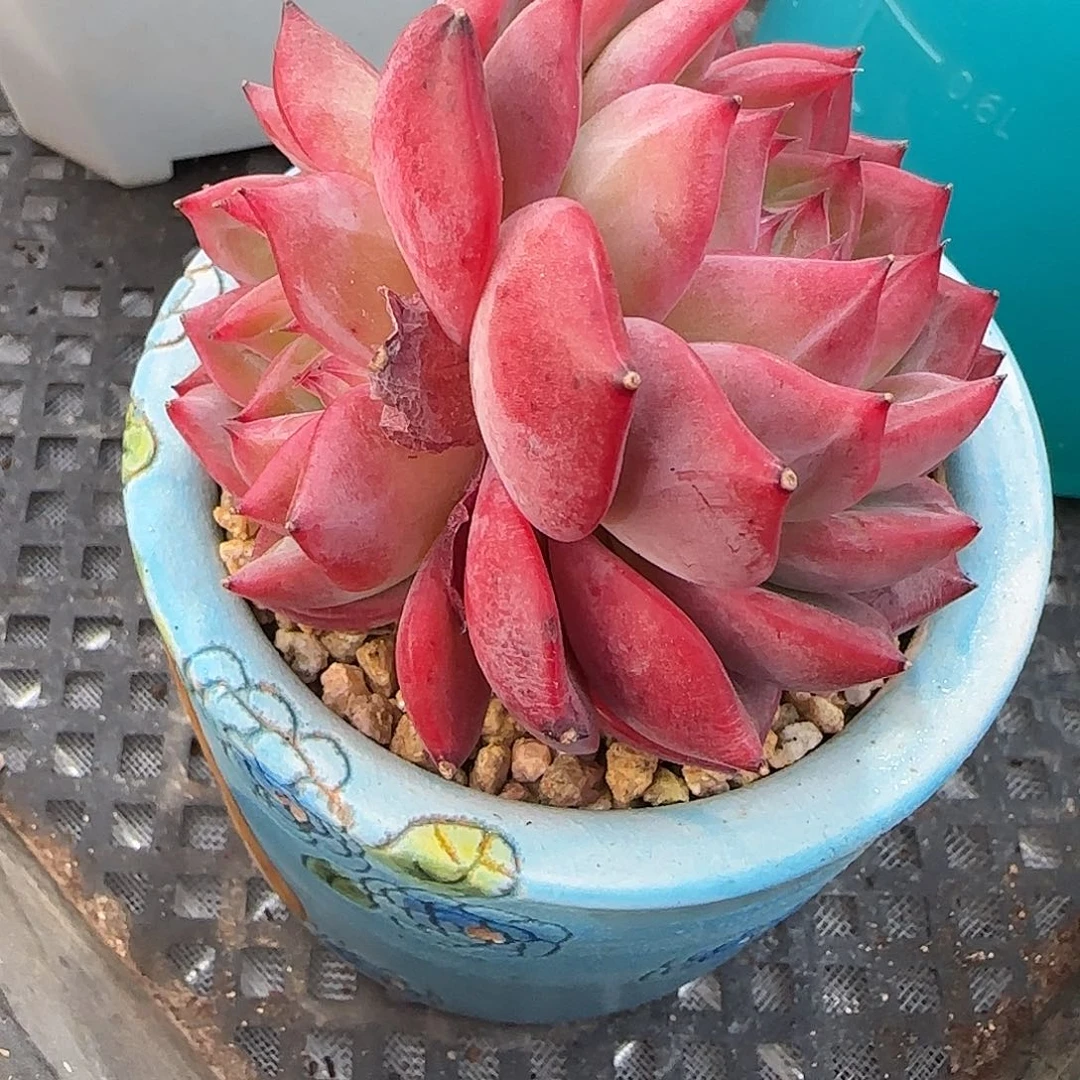 从前慢花园精选红鸾