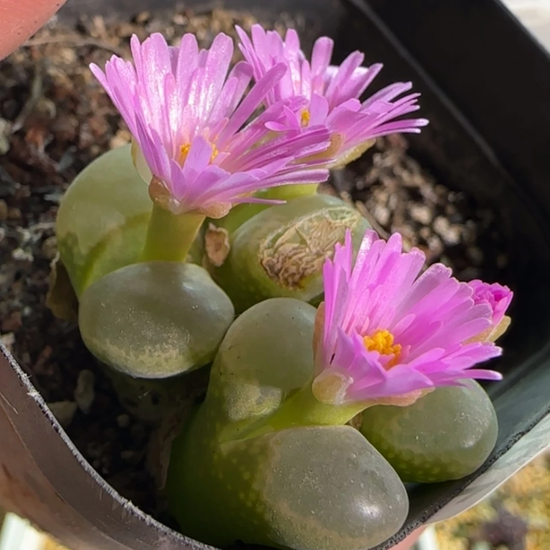 【闪购商品】18953玫粉色花花有疤