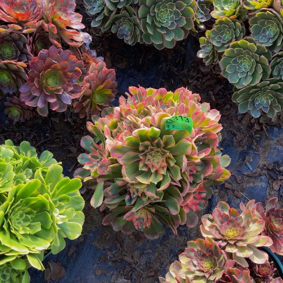 香妃法师朵朵1-23