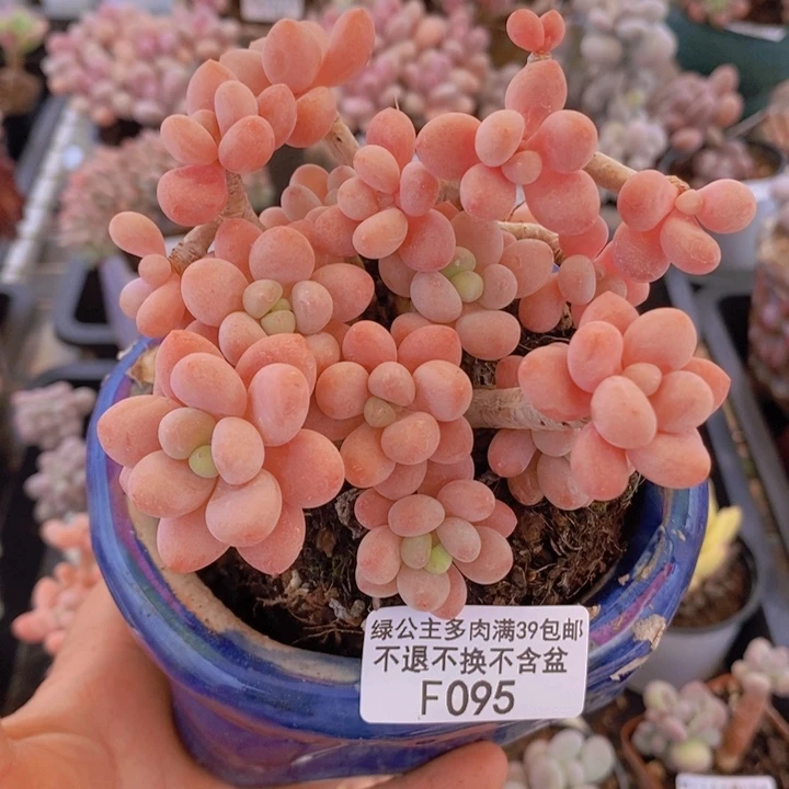 鱼子酱老桩9cm095多肉植物