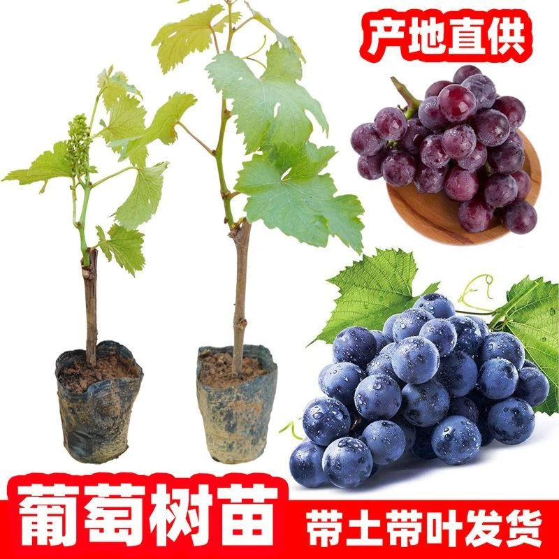 【买一送一】阳光玫瑰果树苗盆栽南北方耐寒葡萄四季种植院爬藤
