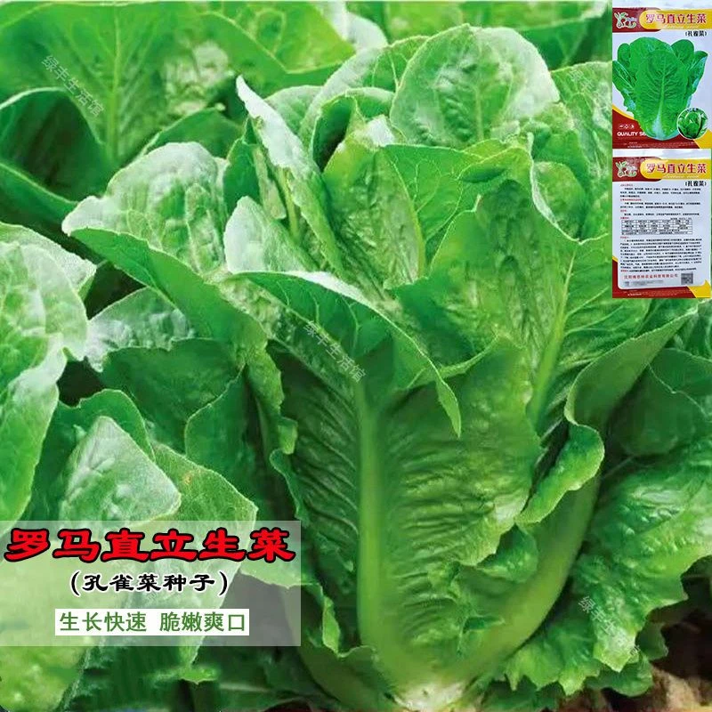 孔雀菜种子罗马直立生菜种籽四季青菜沙拉菜种籽阳台盆栽秋冬菜籽