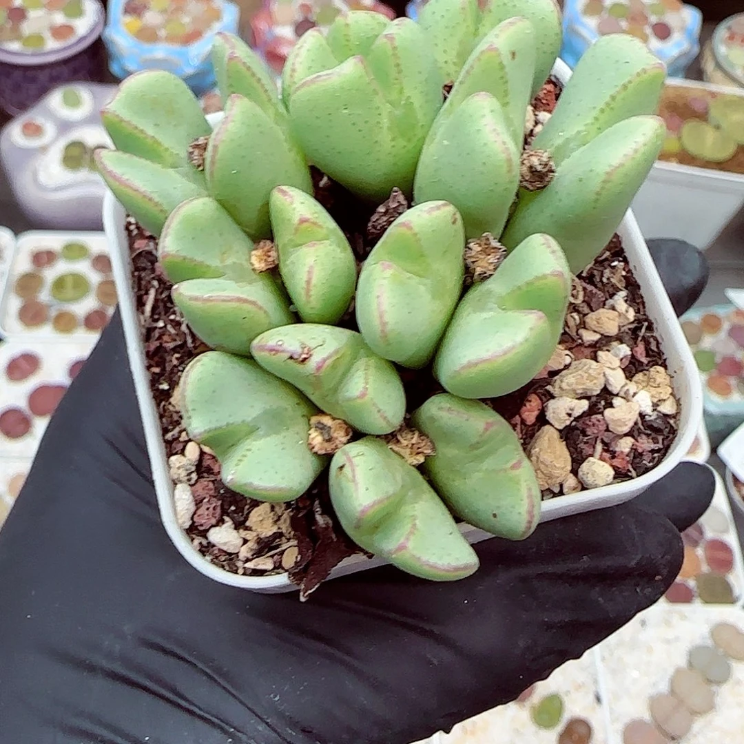 生石花18包邮0904-155