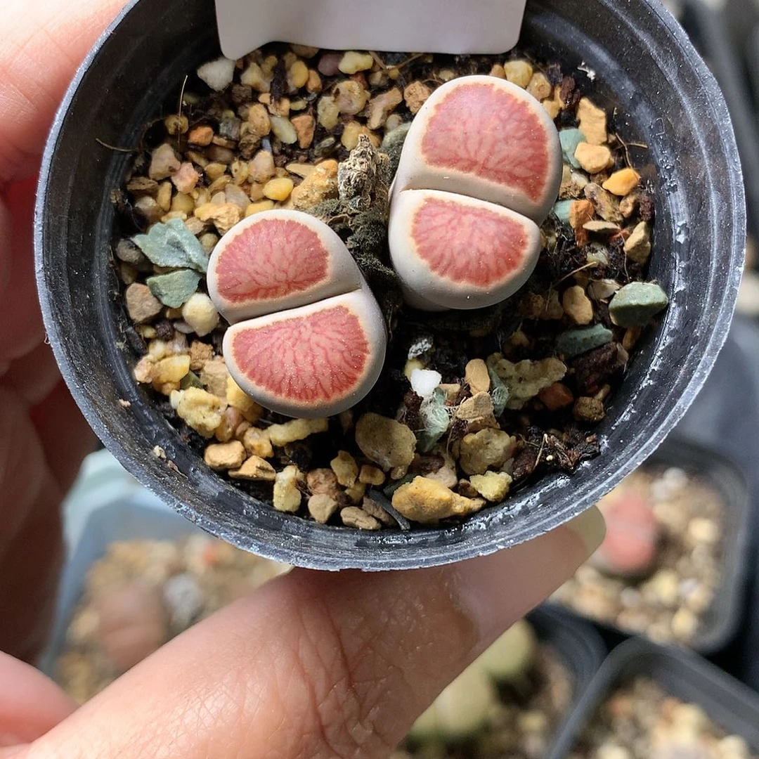 A****ᐝH139多肉植物保护研究所
