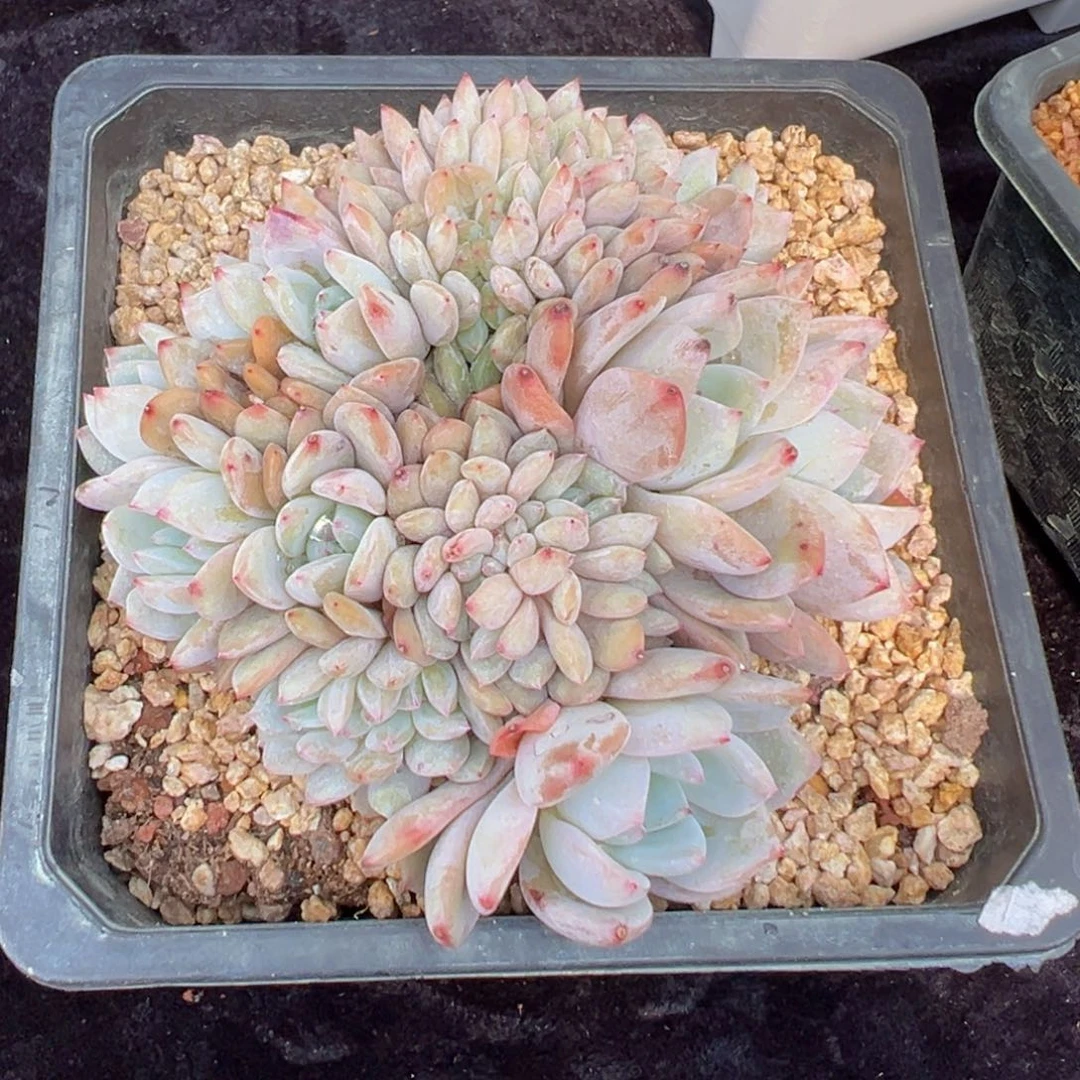 新年快乐 新年快乐