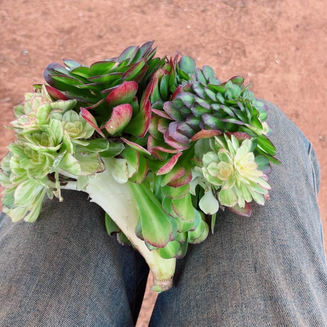 贞*抹茶变异缀真儿