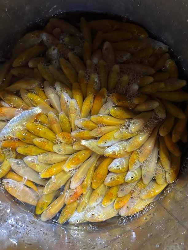 东海黄介子6-7cm 清池福利