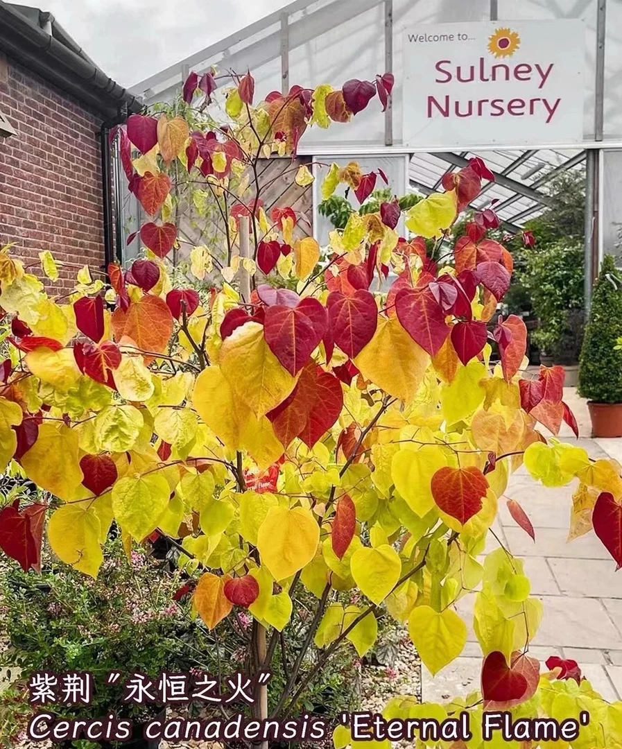 大苗：四季春永恒之火紫荆树彩叶植物可种于庭院花园