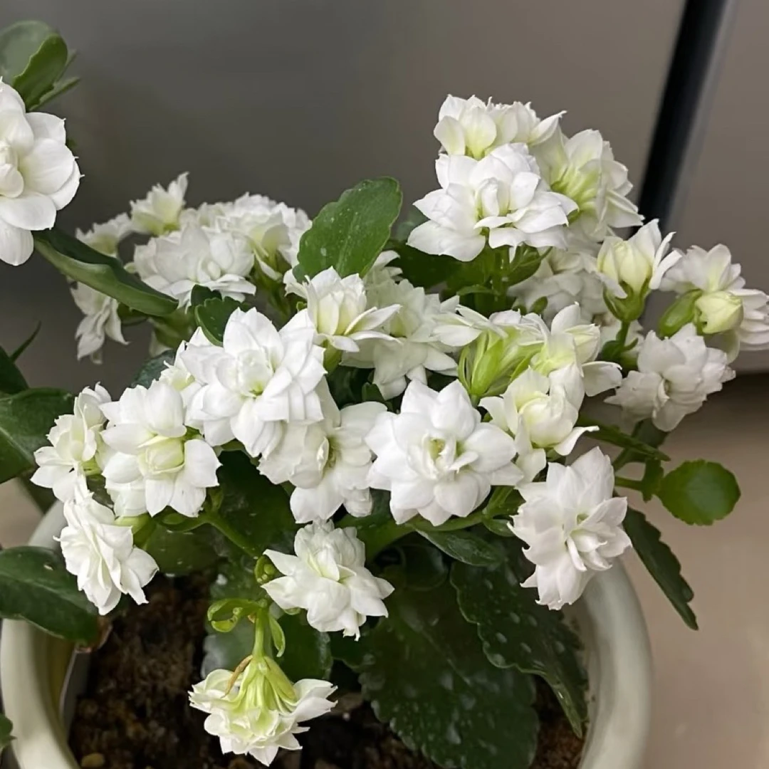 （白雪公主）白色重瓣开大花，110盆花苞发货