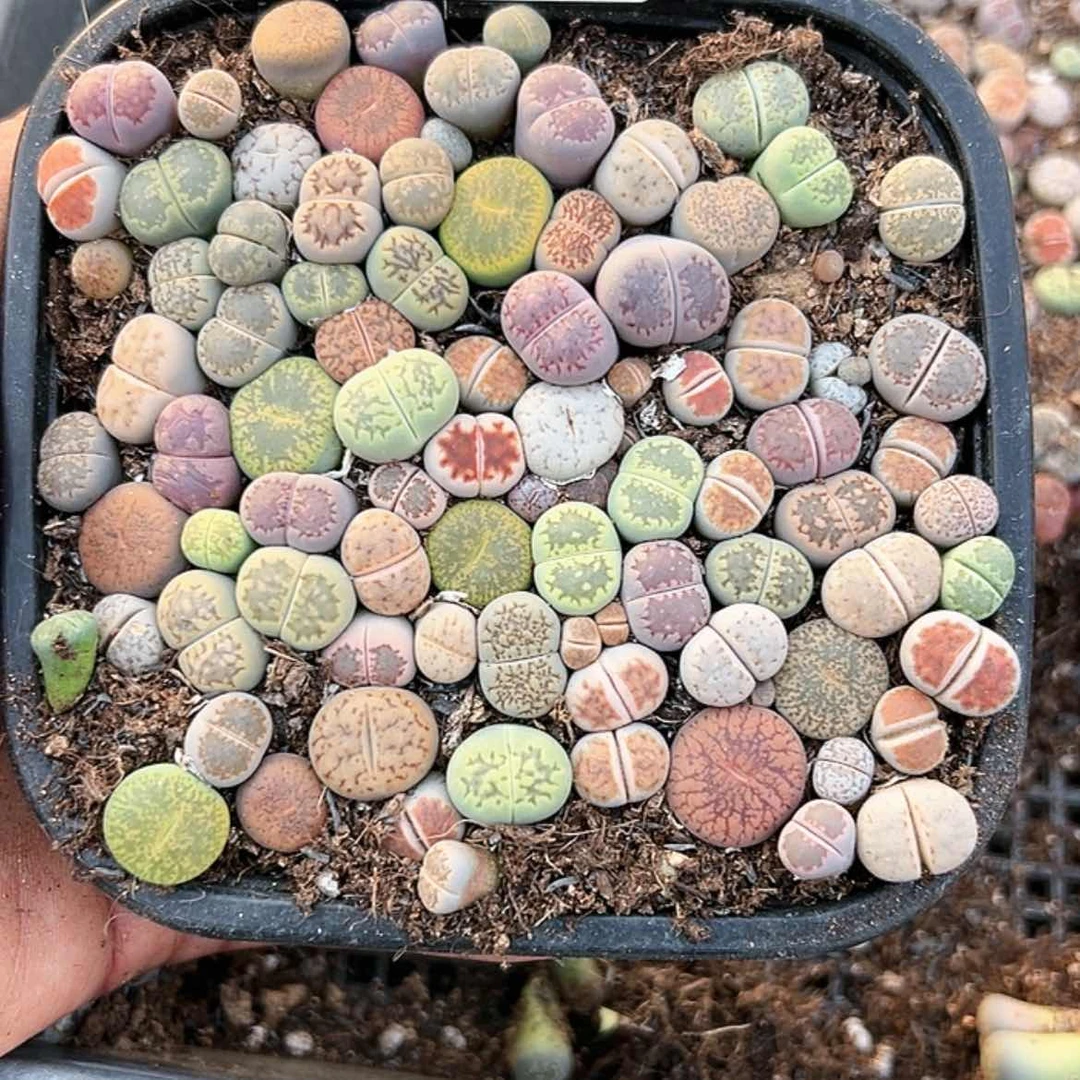 【闪购商品】061