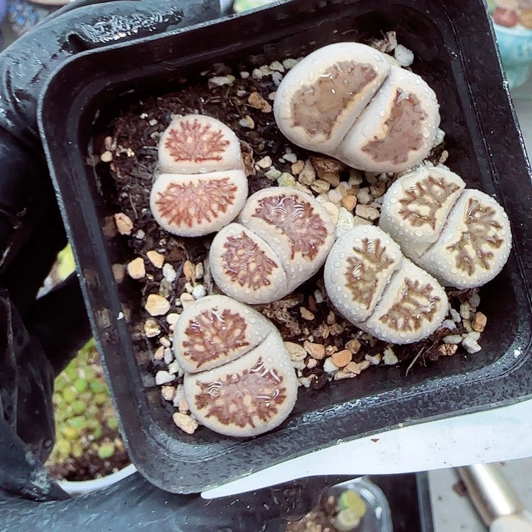 生石花满18包邮0928-113