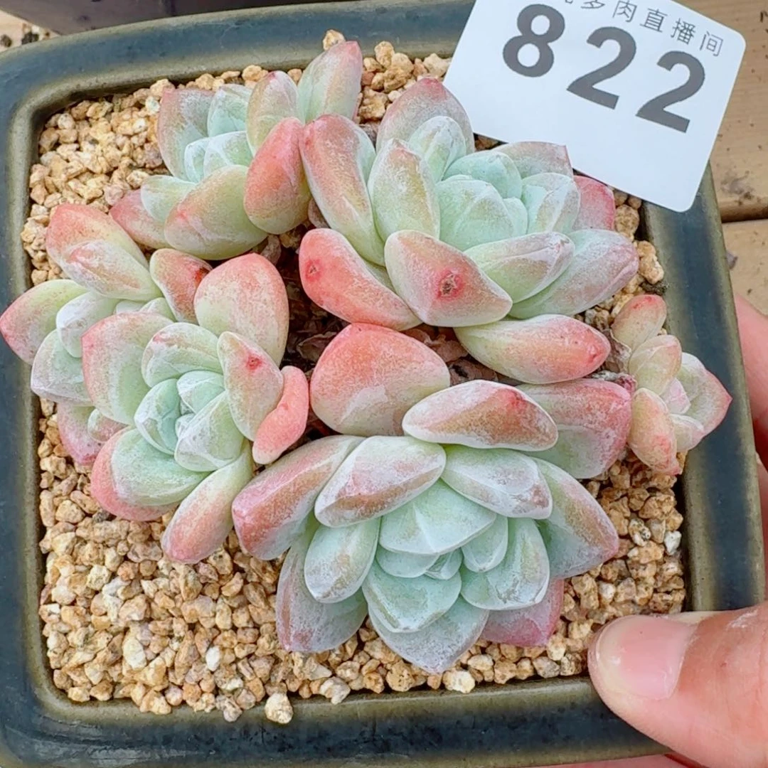 冰玉群生            精美多肉植物