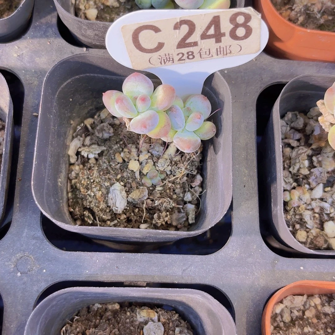 C248萤火虫一物一拍