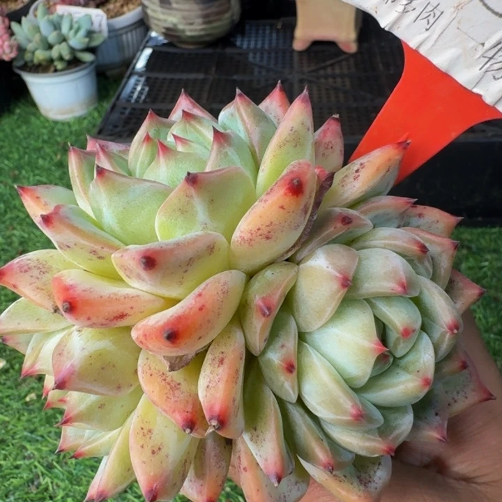 2570多肉植物一物一拍