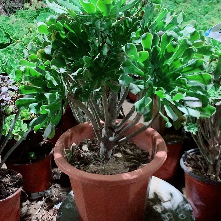 原始绿多肉植物法师33