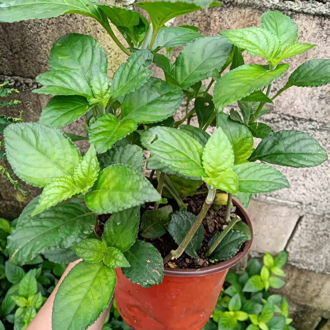 云南糯米香茶苗糯米茶小苗浓香型绿植1盆5棵小苗子扦插苗新品热卖