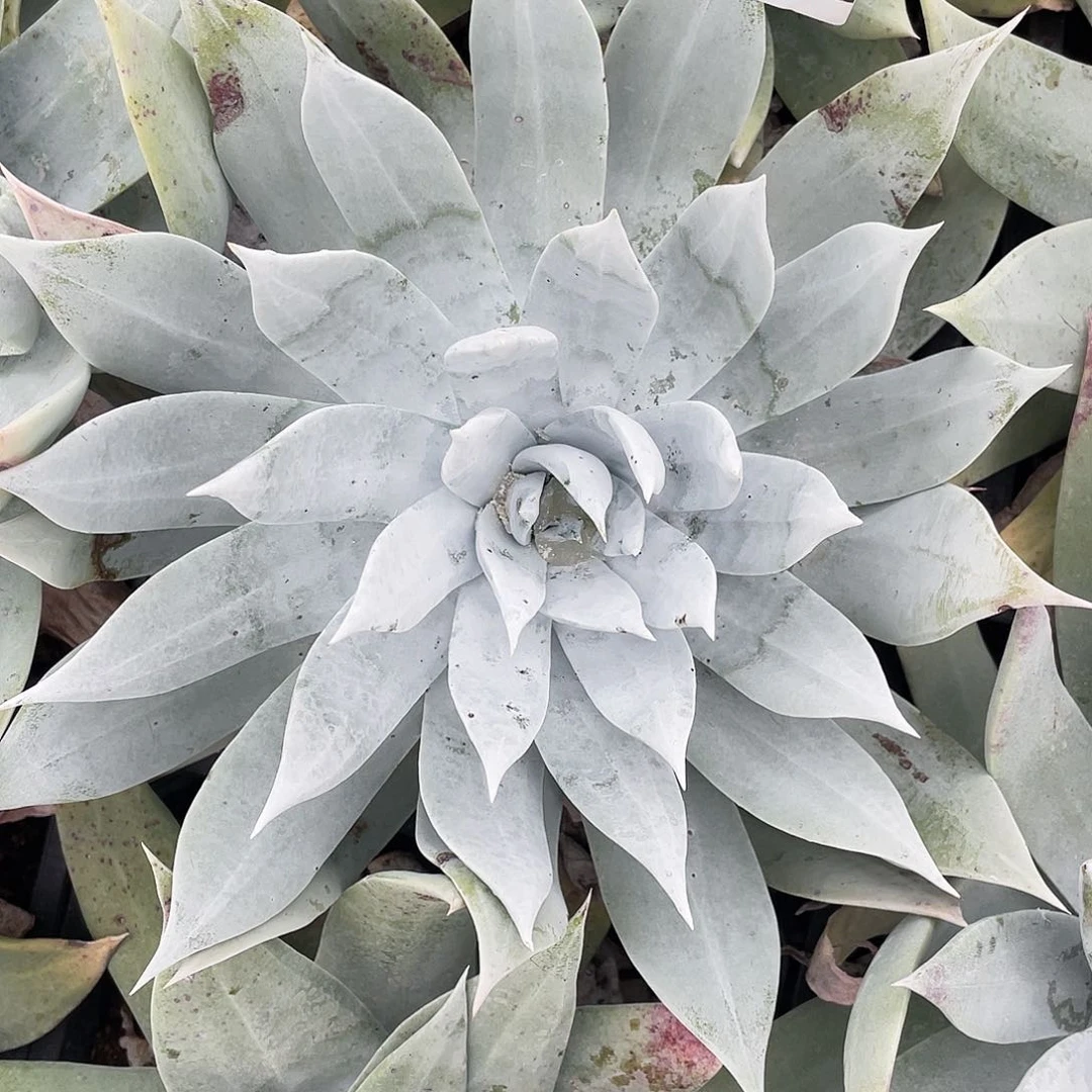 微*雪山单头老桩2192