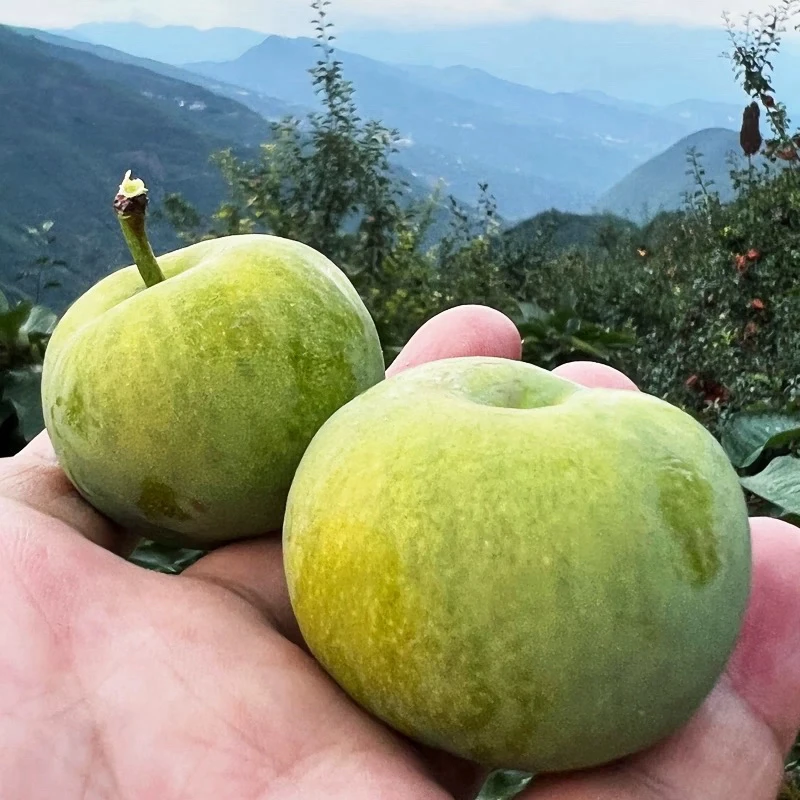 正宗四川汶川高山青脆脱骨李子新鲜当季现摘现发四川脱骨脆李子