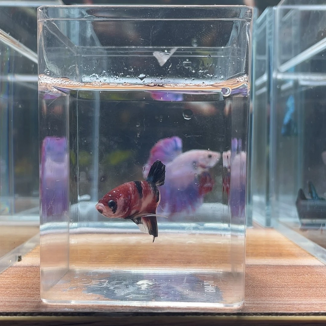 斗鱼可博泰斗092605