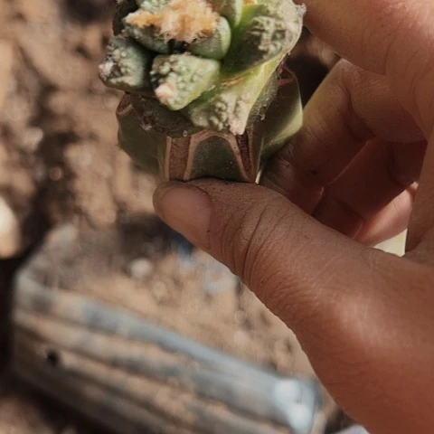 2408牡丹仙人球嫁接的