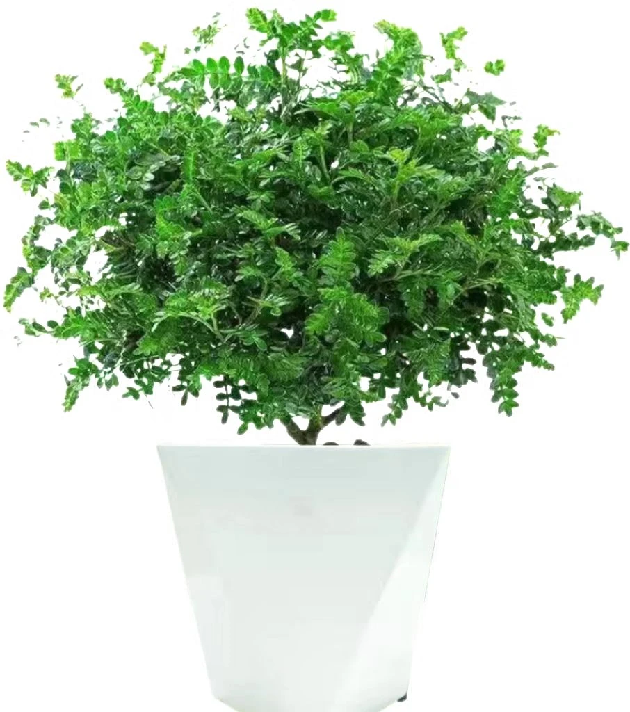 基地清香木老桩正宗胡椒木盆栽好养室内花卉绿植四季常青树苗盆景