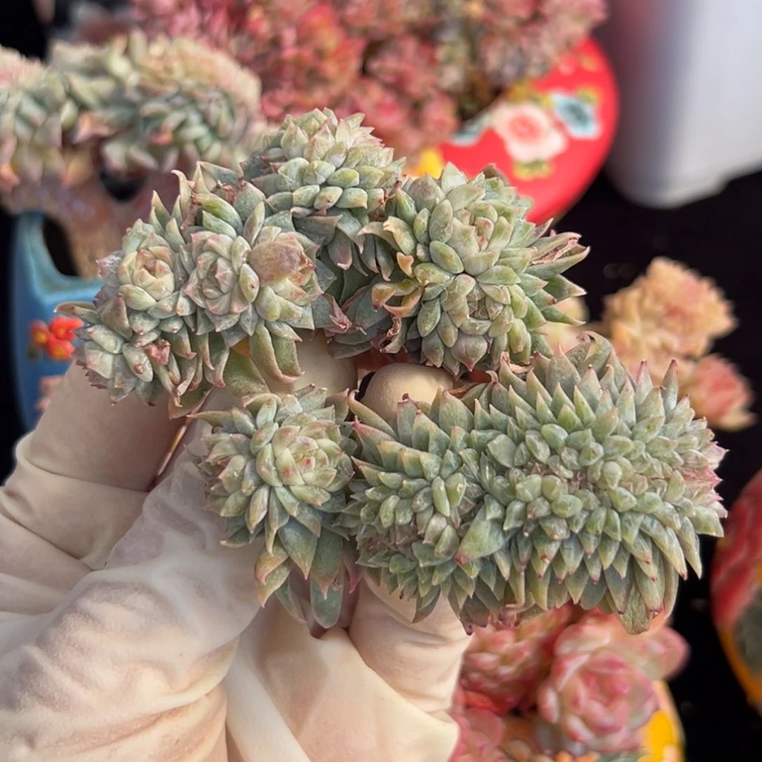 新年快乐 新年快乐