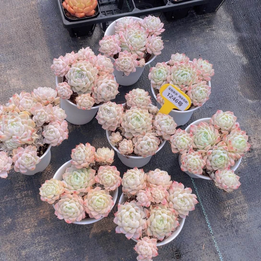 1246号 白月影大群生不包整带万象盆