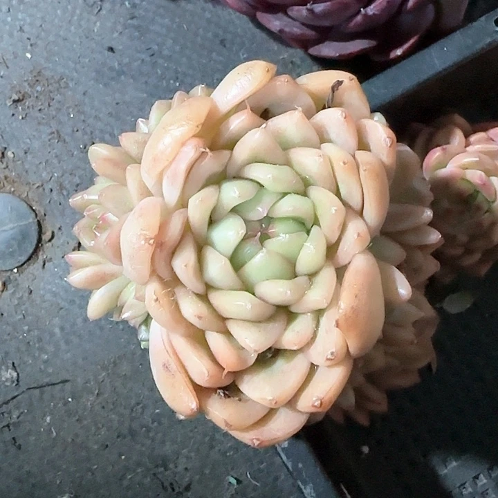 林**?青蛙王子儿童牙膏111