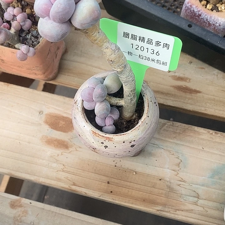 120136咯null哦哦喔喔喔默默地某些