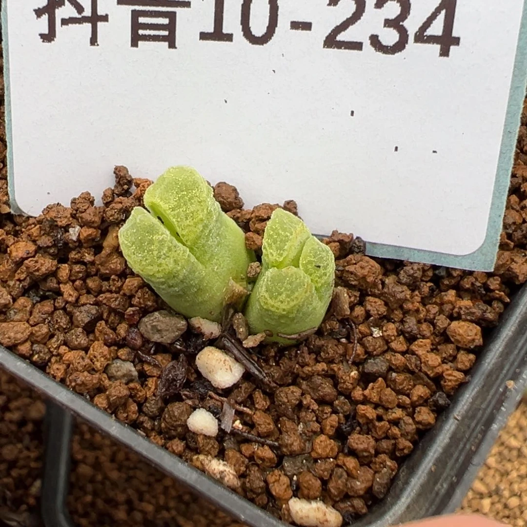 10-234肉锥多肉植物，