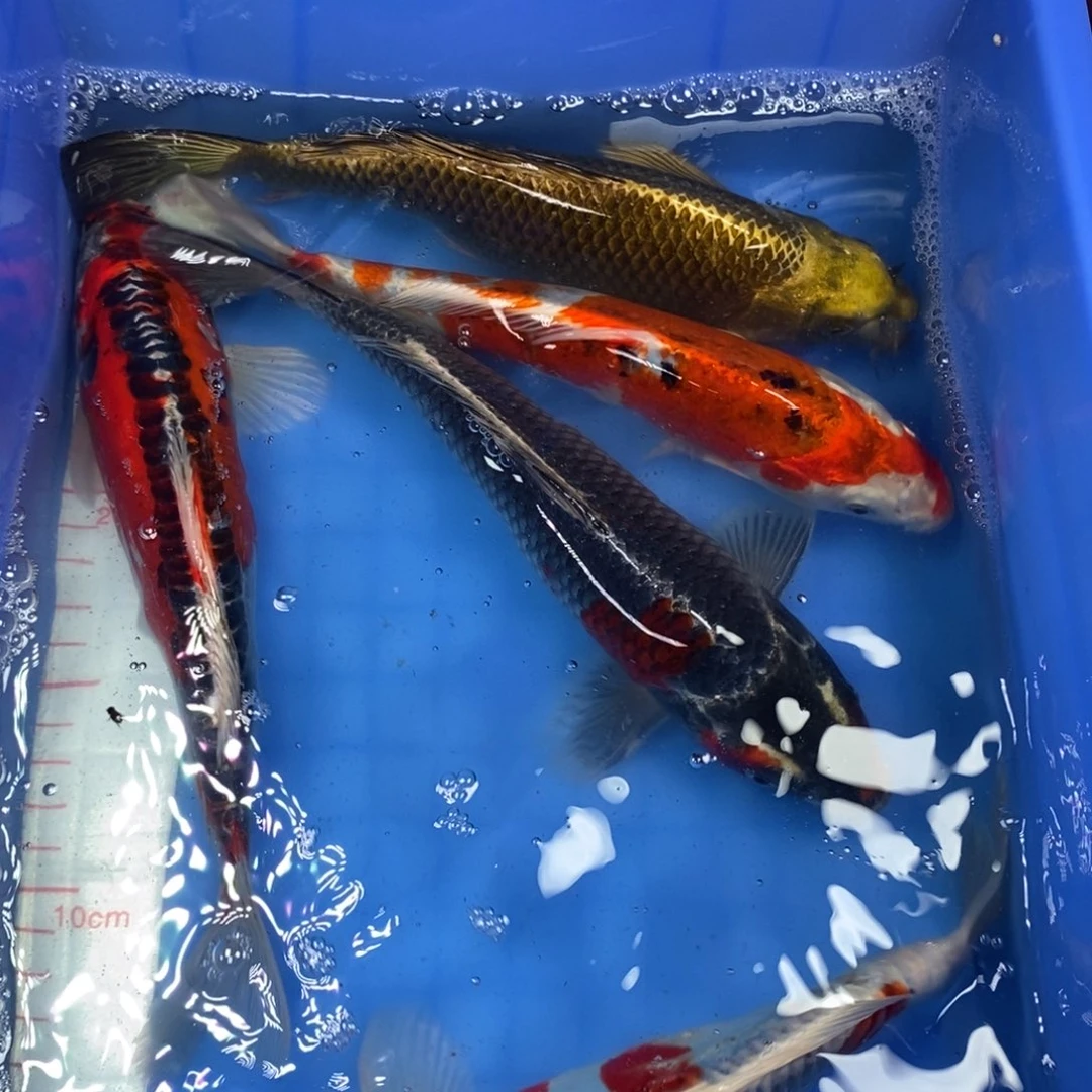 锦鲤冷水锦鲤包邮