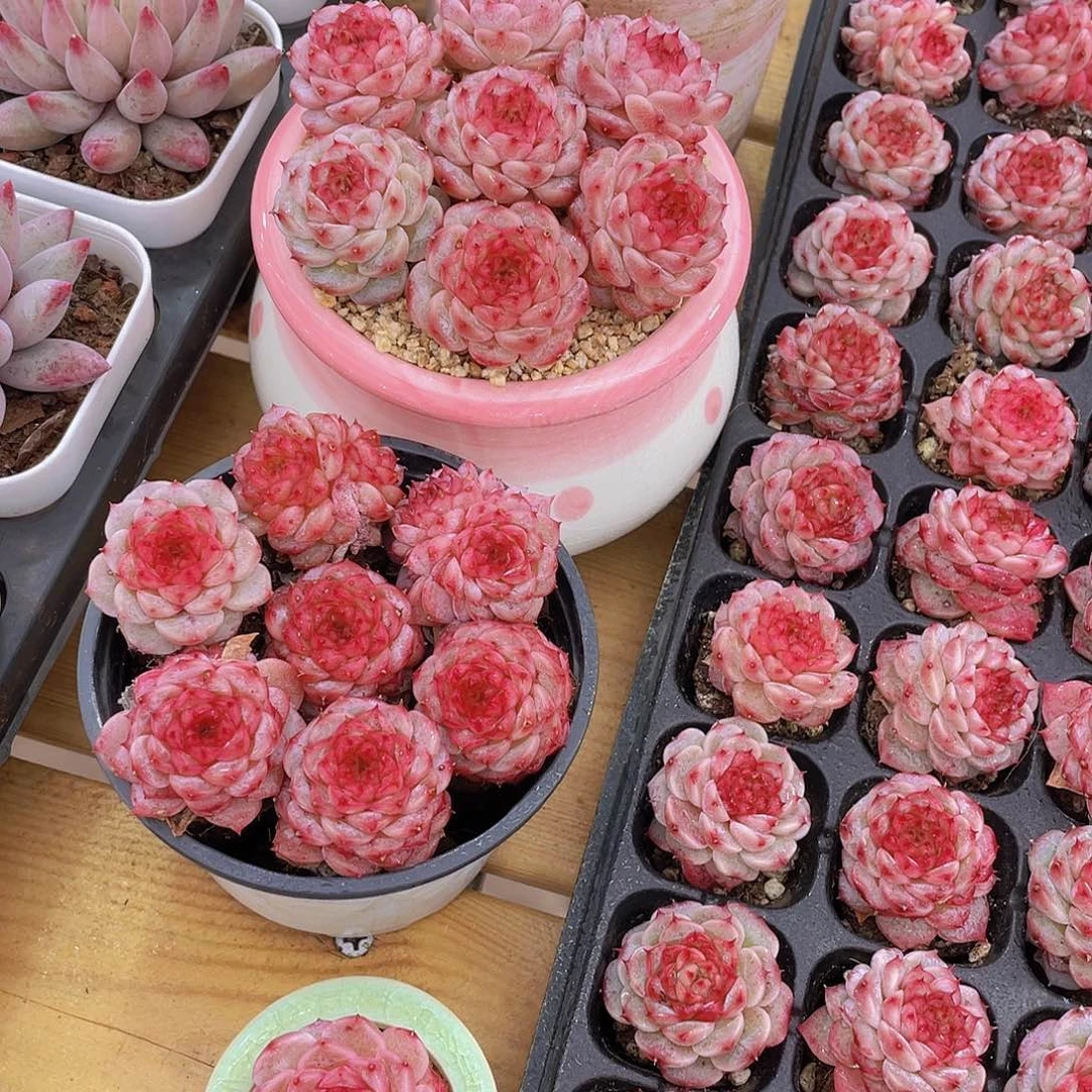 量拍72号 糖心天鹅绒单头双头混发7个