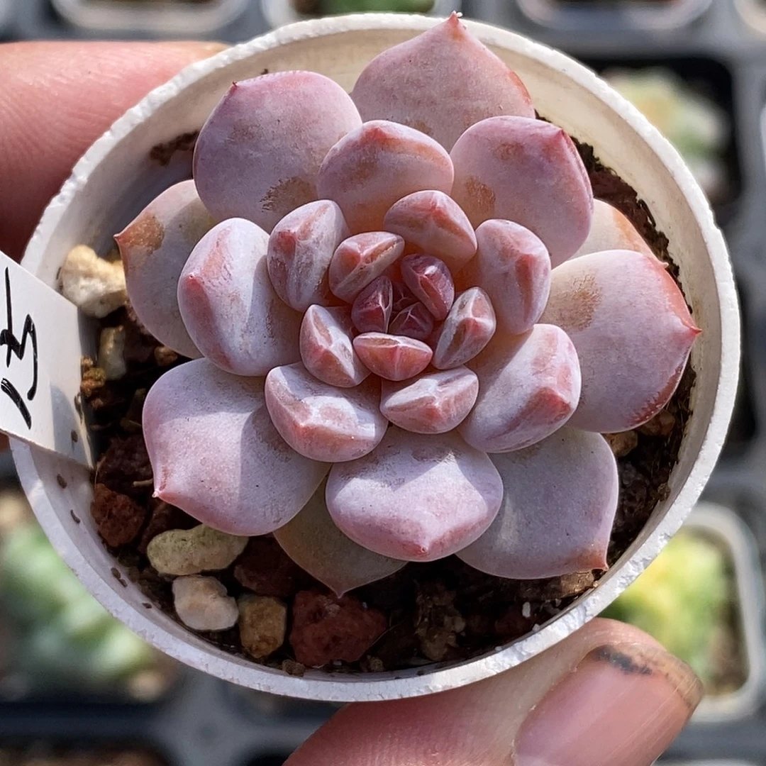 玉芙蓉30包邮非偏远