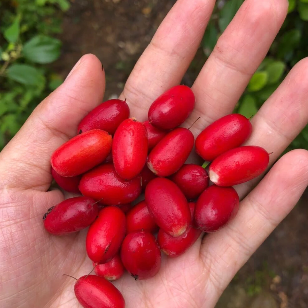 神秘果又叫变味果 四季品种果树