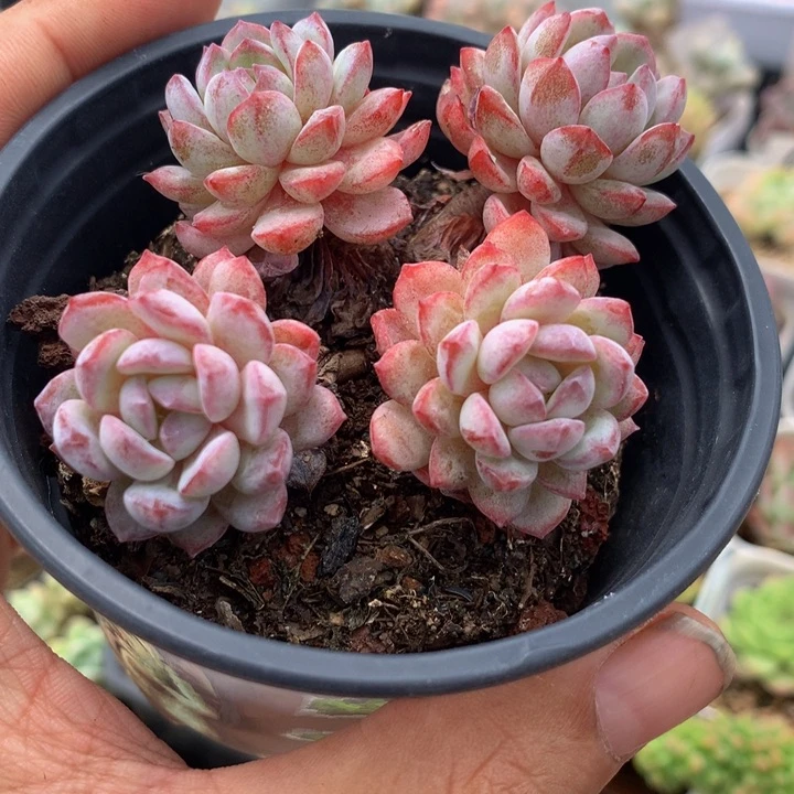 小精控鲁冰花群一物一拍
