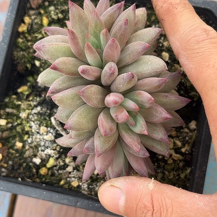 虞美人朵缀 尺寸9