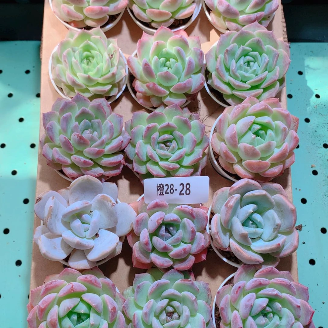 28-28一物一拍带盆18颗