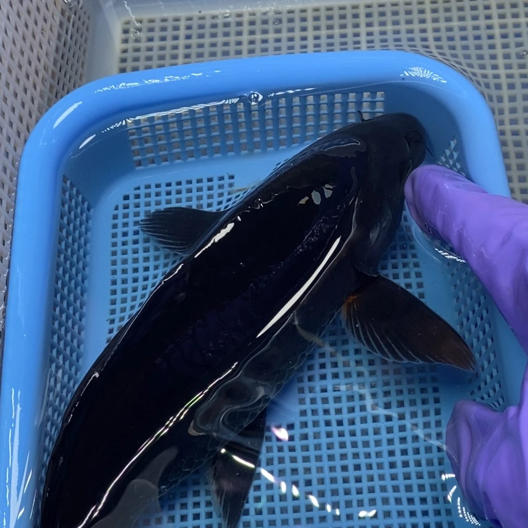 锦鲤冷水锦鲤包邮