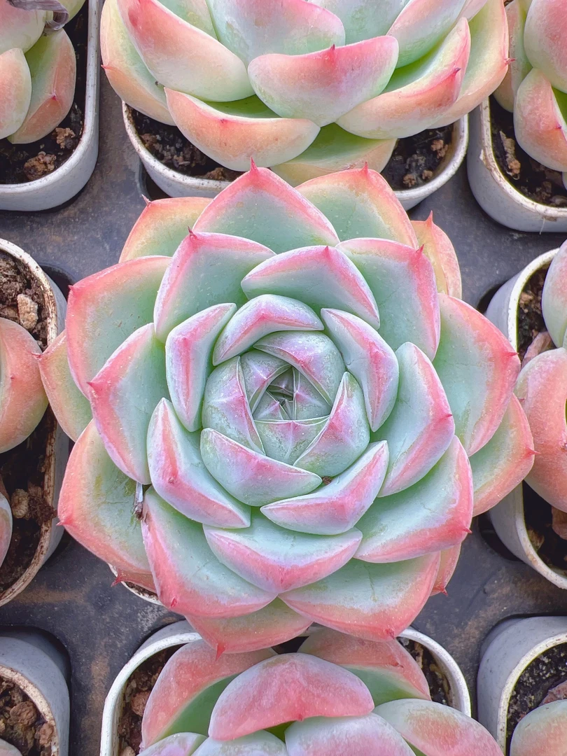粉水晶单头（4-5cm）脱土金先生新手精品多肉