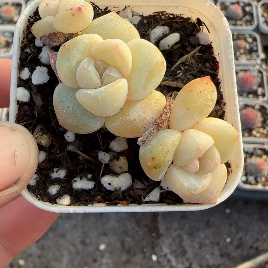 多肉小卡拉米糖心一物一拍