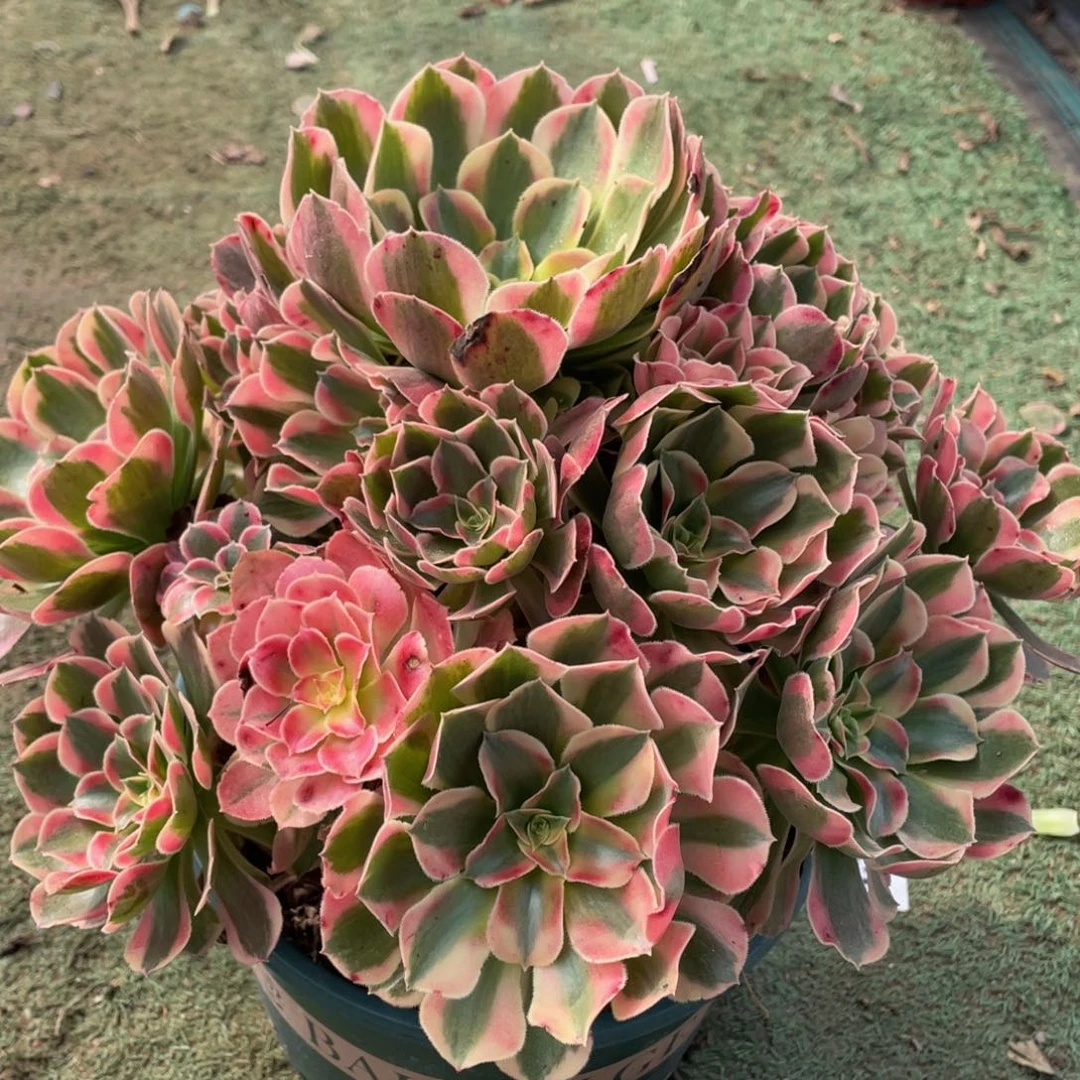 588七彩石精品法师多肉