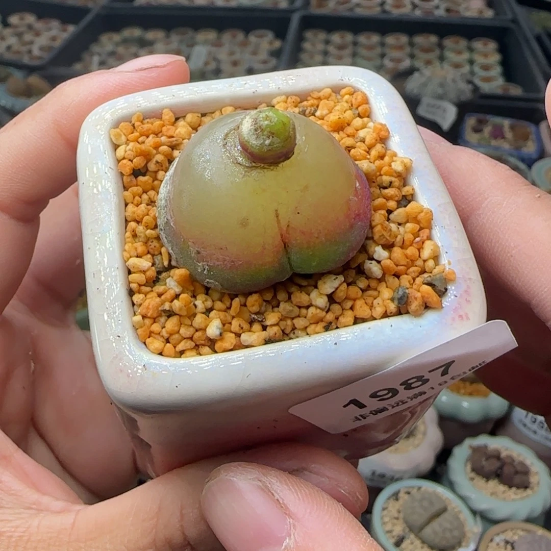 1987--一物一拍 带盆