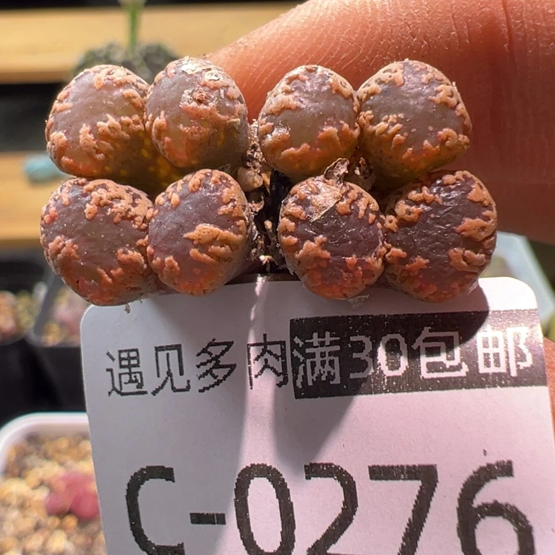 多肉植物111111111111