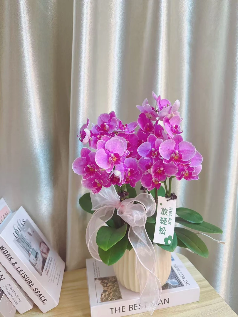 蝴蝶兰 【紫蝶】送人送礼 乔迁之喜 鲜花绿植 佛山基地直发