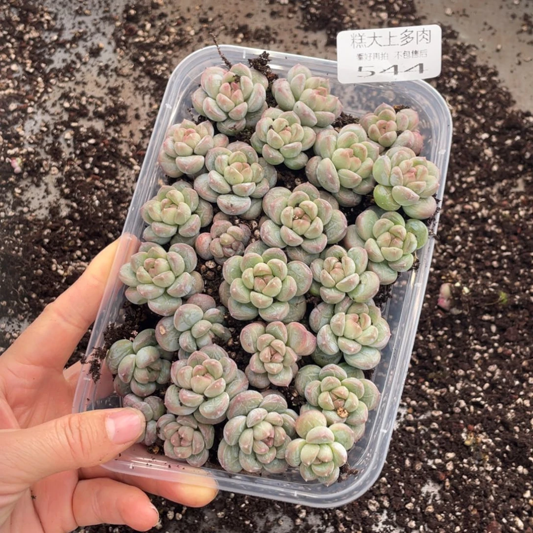 糕大上多肉植物544