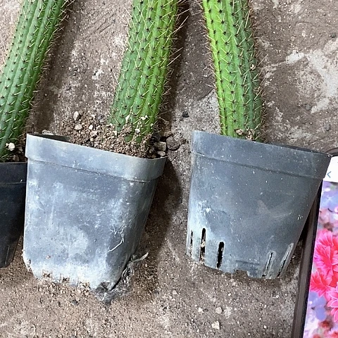 3个彩舞，35789999