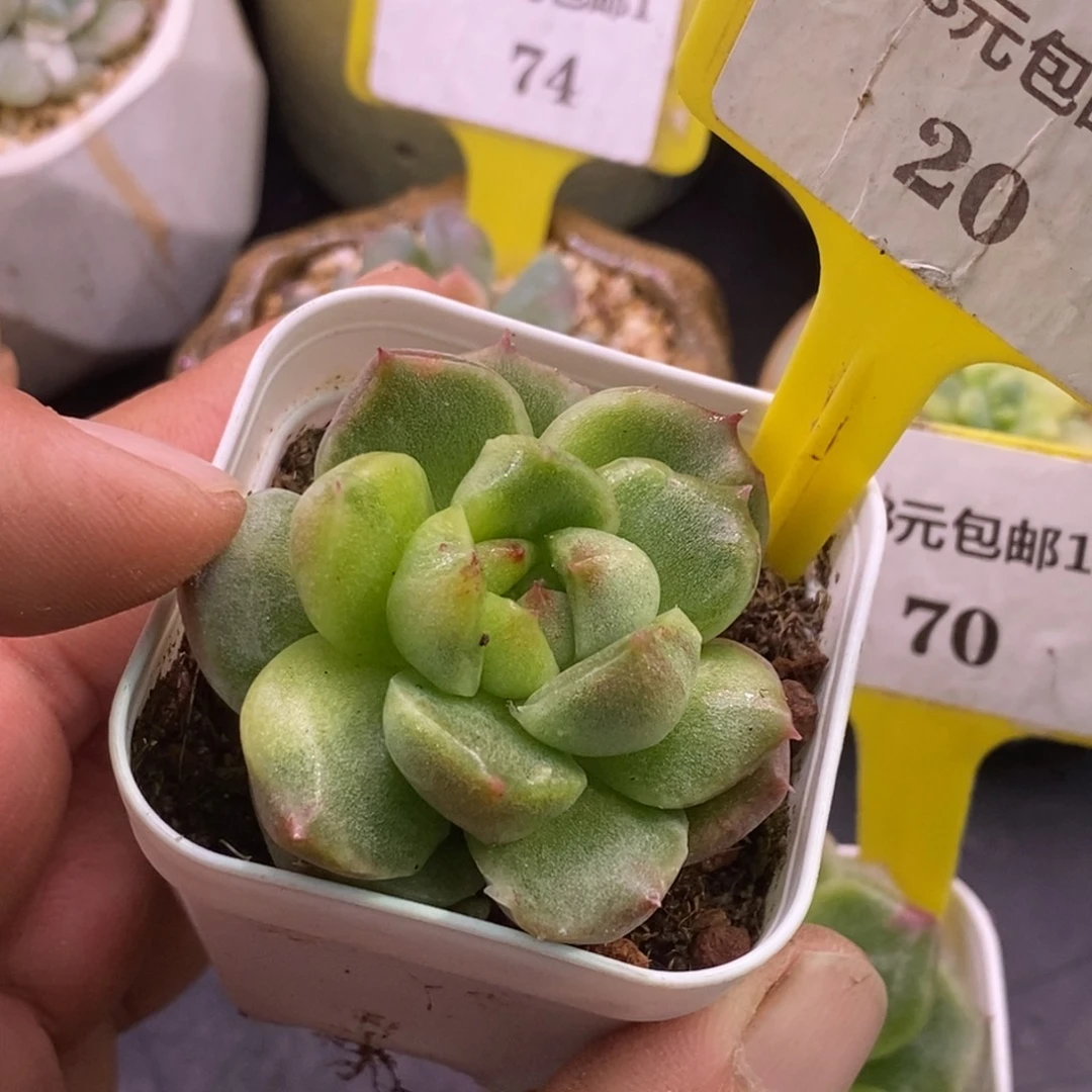120珍妮石化拉丝带锦……