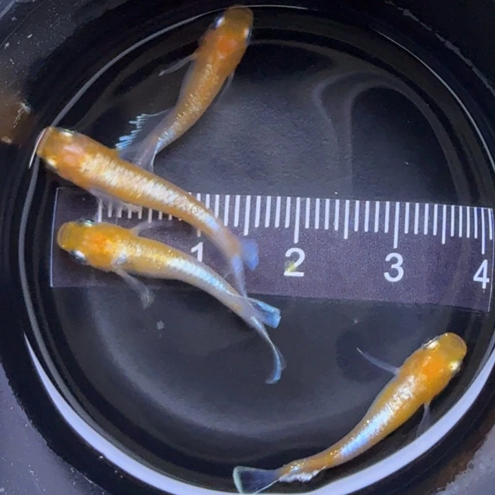 海水鱼红白赤壁55号