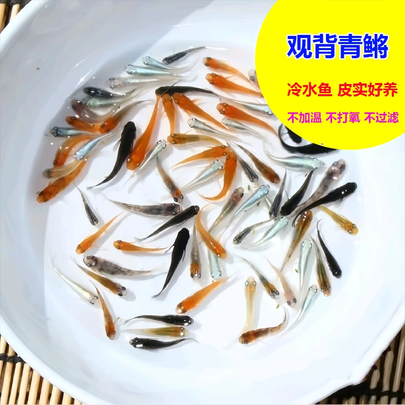 观背青鳉 冷水鱼 清洁除藻 不加温不过滤