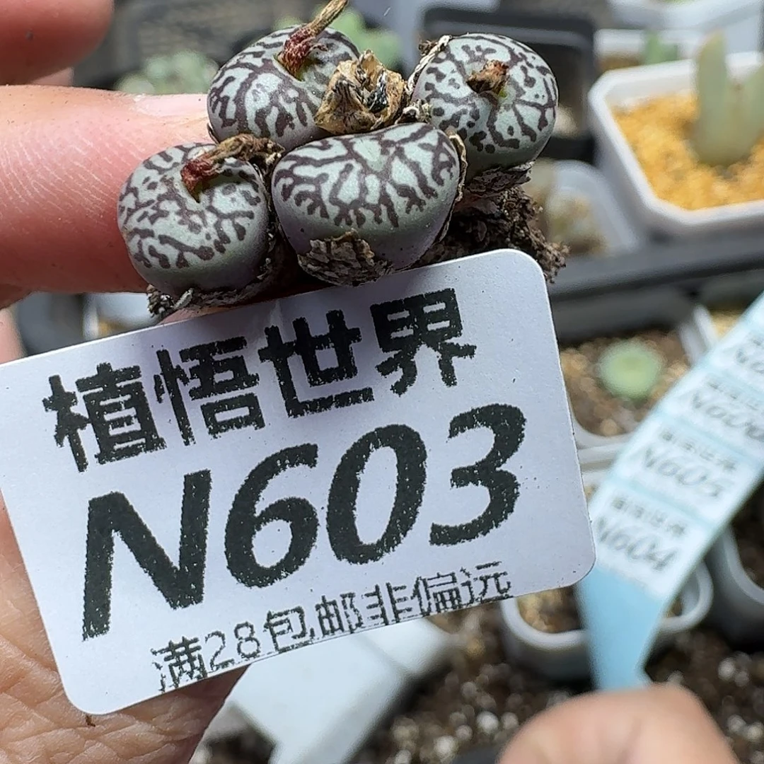 多肉植物的润泽ghhjj